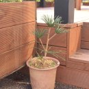 금송농장2 이미지