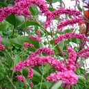 [5월초 판매예정] 노인장대(=털여뀌) 이미지