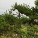 소나무분식 - 부천시 소사구 은성로76번길 12 | 소나무분식