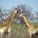 기린상사 이미지