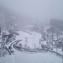 포레스트리솜 이미지