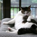 착한 고양이 이미지