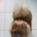 마론애견 이미지