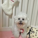 왓츠디스 | [케스티X왓츠디스] 유기견 기부되는 강아지 크리스마스 선물 '크리스마스 러브 에디션'