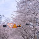 서시천자전거길1 이미지