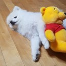 내품에동물병원 | 강동구 내품에 동물병원에서 우주야 안녕...편히 잘 지내 다음에 꼭 만나자