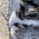 서귀고양이 이미지