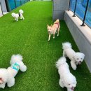 파브 퍼피 이미지