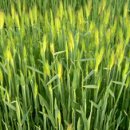 쑥고개길 이미지