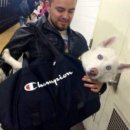 뉴욕애견 이미지