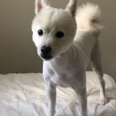 서촌도그살롱 이미지