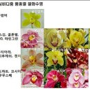 디움 이미지