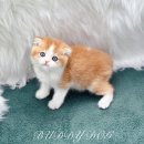 버디독 강아지분양 고양이분양 안심분양센터 인천점 이미지