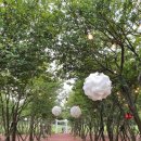 비자숲길15 이미지