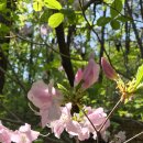 26/4/25/토요일 도봉산 산행 무심대장님리딩 이미지