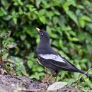 Blackbird 이미지
