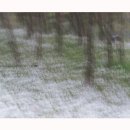 꿈의화원 이미지