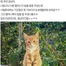 길고양이 확대하는 할머니 이미지