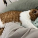 오즈동물병원 | 의정부 24시 해든 동물병원 솔직 후기, 고양이 진료 후기