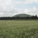 서귀포시 표선 보롬왓 메밀꽃 서귀포 여행 표선철학관 남원철학관 제주철학관 이미지