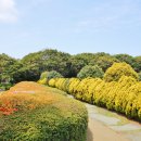 카멜리아힐 이미지