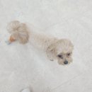 강아지공간 이미지