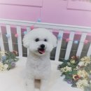 조이풀 그루밍 이미지