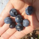 가산농장 이미지