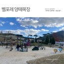 미숙목장 | 증평 가족여행 / 벨포레 양떼 목장