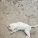 제부도펜션 벚꽃 이미지