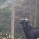 마이산 흑염소 농장 이미지