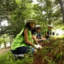 청태산그린 이미지