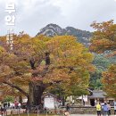 느티나무 할아버지 | 전북 단풍명소 가볼만한곳 부안 변산반도 국립공원 내변산 내소사 단풍구경