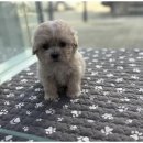 행복한 강아지 이미지