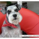 슈나애견미용 이미지