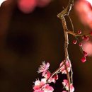 희망의 나래 이미지