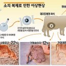 복제양 돌리 비만증세 보여 이미지