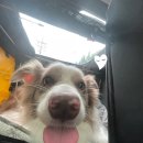 팔자좋은강아지 이미지