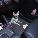 퍼피몽몽 이미지