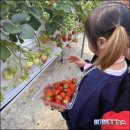 녹전초등학교병설유치원 이미지