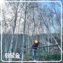 하늘계단 | 화담숲 코스 후기 (2) 자작나무숲 하늘계단 양치식물원