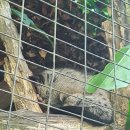 Taiping Zoo 이미지