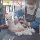 고양이 미용실 이미지