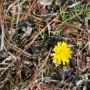 우리민들레약국 이미지