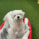 땅콩애견놀이터 이미지