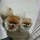 날다펫 이미지