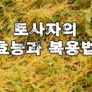 토사자 ( 새삼) 효능과 복용법 이미지