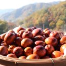 홍가네축산
