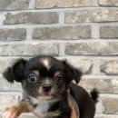 드림독 강아지분양 안심분양센터 김포점 이미지