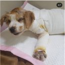 학대당한 강아지 미오를 위해 마지막으로 서명한번만해줘 1분만 투자해줘 제발.. 날짜가얼마안남았어 이미지